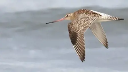 طائر "البُقْوَيْقَة" يدخل غينيس بأطول مدة طيران!