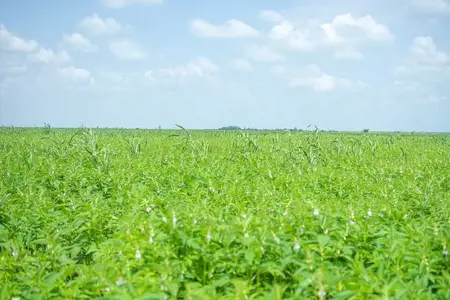 استشار روبوت دردشة في مكافحة الآفات فخسر محصوله: درس مكلف لمزارع صيني في السبعين