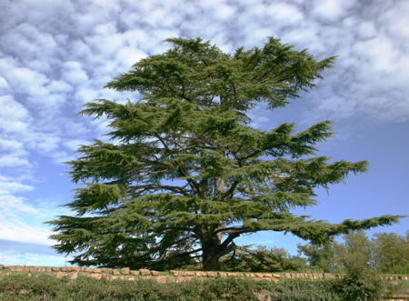 معلومات حول شجرة "الأرز" ولماذا تعتبر رمزا لدولة لبنان؟