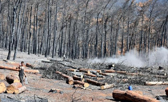 استمرار قطع الأشجار التي دمرتها النيران في مرماريس