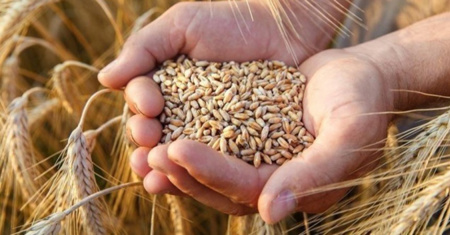 عاجل : وزارة الزراعة التركية تنفي مزاعم استيراد القمح من الهند