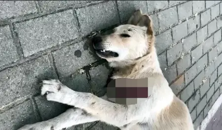 غضب يعم إسطنبول بعد العثور على حيوانات مقتولة في أفجيلار