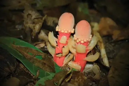 بالانوفورا.. نبات بلا كلوروفيل يربك علماء النبات