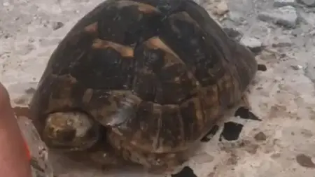 إنقاذ سلحفاة محاصرة تحت أنقاض أحد المباني المدمرة جراء الزلزال في هاتاي