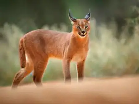 توثيق الوشق الصحراوي للمرة الثامنة في تاريخ تركيا