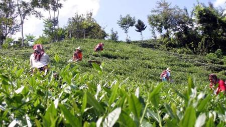 قفزة نوعية لـ صادرات الشاي في ريزا شمال شرق تركيا 