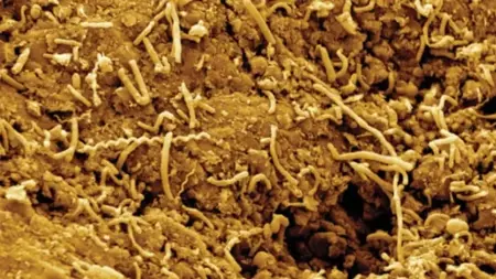 الحياة تحت القشرة الأرضية تبدأ بالتحرك نحو السطح