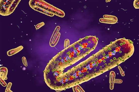 تحذير عالمي تفشّي فيروس ماربورغ  يثير القلق الصحي الدولي