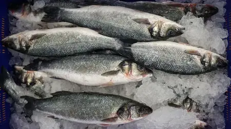 تركيا تحطم رقم قياسي في الصادرات السمكية تركيا تحطم رقم قياسي في الصادرات السمكية