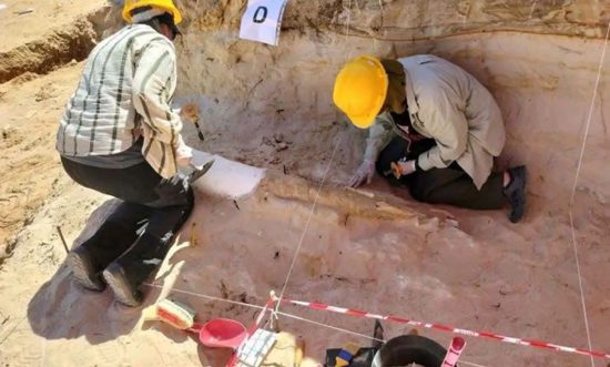 اكتشاف نابٍ يبلغ طوله 2.35 متراً لفيلٍ منقرضٍ بموقع تيغنيف الأثريّ في الجزائر