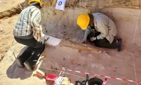 اكتشاف نابٍ يبلغ طوله 2.35 متراً لفيلٍ منقرضٍ بموقع تيغنيف الأثريّ في الجزائر