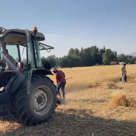 بدء موسم حصاد القمح في هكاري وسط أجواء احتفالية