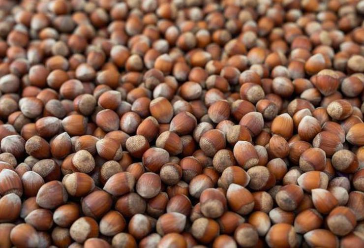 مكتب المحاصيل الزراعية التركي يحذّر منتجي البندق من خلط محصول العام الماضي بالجديد