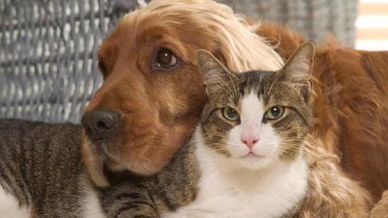 حظر بيع القطط والكلاب في متاجر الحيوانات الأليفة بتركيا.. ما البديل؟