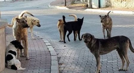 ما حقيقة تفشي داء الكلب في إسطنبول؟