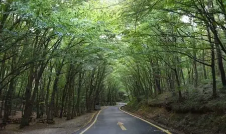 حظر دخول الغابات بالعاصمة التركية أنقرة