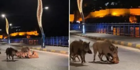 الخنازير البرية تثير القلق في المنتجعات السياحية التركية