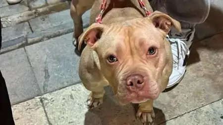 تغريم مواطن تركي كان يقوم بنزهة مع كلب من سلالة محظورة