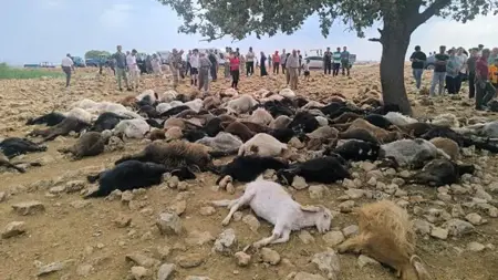 تركيا..صاعقة تضرب شرناق وتؤدي إلى نفوق 95 رأسًا من الأغنام