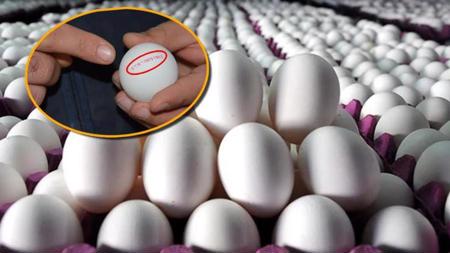 انتبه لهذه الأكواد الأربعة عند شراء البيض.. يظهر مدى صحته!