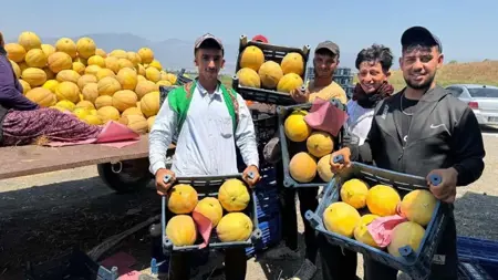 انطلاق موسم حصاد البطيخ الأصفر في هاتاي التركية بسعر 22 ليرة للكيلو