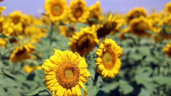 تركيا تدعم زراعة  عباد الشمس في 4 مقاطعات