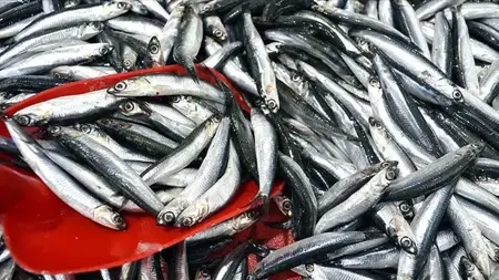 هامسي(أنشوجة)البحر الأسود تغزو أوروبا بـ12.9 مليون دولار