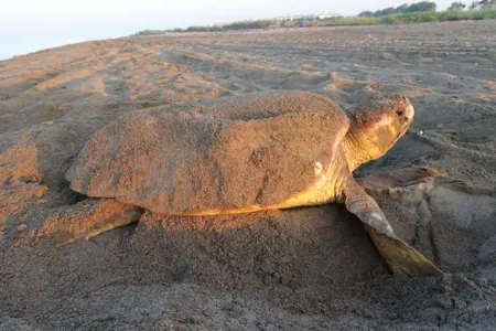 تركيا تفرض غرامة باهظة على من يطعم السلاحف البحرية