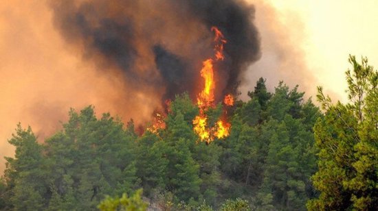 الدولة التركية تحشد كافة إمكاناتها للسيطرة على حرائق الغابات في البلاد