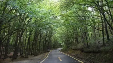 عاجل | حظر دخول الغابات في 47 ولاية تركية