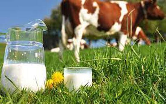   شركة "ريميلك" الإسرائيلية تنتج الحليب دون الحاجة الى بقرة