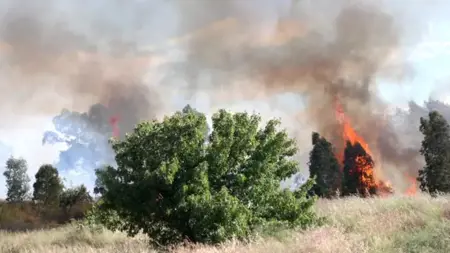 اعتقال شخص تسبب في حريق غابة بإشعال الشواء في منطقة أورلا بإزمير اعتقال شخص تسبب في حريق غابة بإشعال الشواء في منطقة أورلا بإزمير