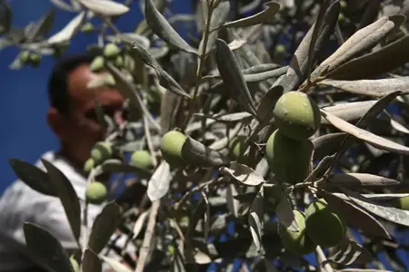بذريعة «أراضي الدولة».. الاحتلال يُصادر 1152 دونماً في شمال الضفة الغربية لتوسيع الاستيطان