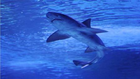 نوبات هلوسة تصيب أسماك القرش قبالة سواحل فلوريدا بسبب الكوكايين