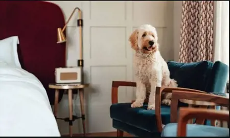 مديرها كلب.. أسرة بريطانية ثرية تعرض "وظيفة الأحلام" بمزايا استثنائية  مديرها كلب.. أسرة بريطانية ثرية تعرض "وظيفة الأحلام" بمزايا استثنائية