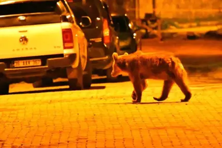 الجوع يُخرج الدببة البنية في تركيا من مخابئها 