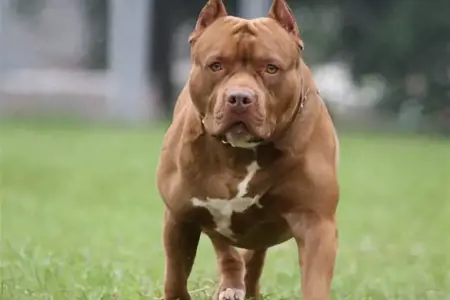 كلب بيتبول يهاجم شخصا في اسطنبول