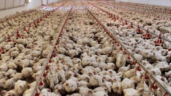 خبر سار لعشاق لحوم الدجاج في تركيا