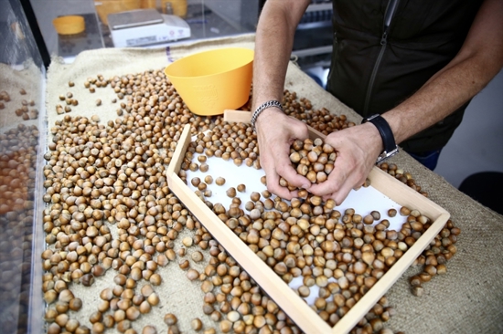 مكتب الحبوب التركي يبدأ شراء محصول البندق في دوزجه بطاقة تصل إلى 250 طناً يومياً