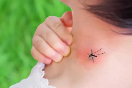 انتشار حمى الضنك في البرازيل والحكومة تعلن حالة الطوارئ