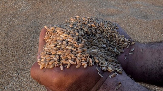 الإمارات تعلن عن قرار جديد بشأن القمح ذي المنشأ الهندي
