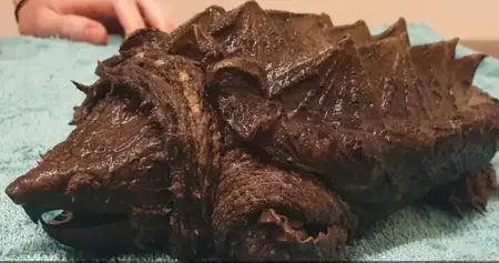 العثور على سلحفاة لها فكّي تمساح العثور على سلحفاة لها فكّي تمساح