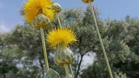 في تركيا..غرامة باهظة لمن يقطف هذه الزهرة النادرة