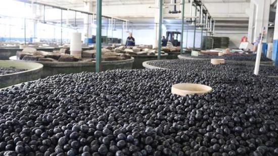 شركة مرمارابرليك التركية لانتاج الزيتون تعلن عن أسعار شراء منتجاتها