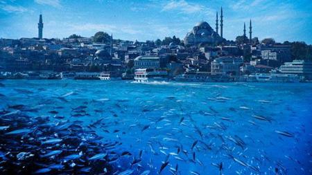 وزير البيئة التركي: يمكن فرض قيود على الصيد في  بحر مرمرة