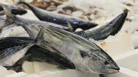 انخفاض أسعار الأسماك في تركيا
