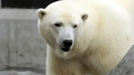 دب قطبي غاضب يقتل امرأة وطفل في الولايات المتحدة