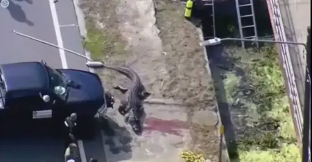 مشهد صادم.. العثور على تمساح في فمه بقايا جثة بشرية