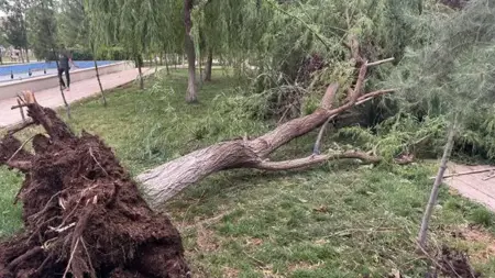 رياح قوية في "سيرت" تتسبب في سقوط أشجار وتطاير أسطج مباني