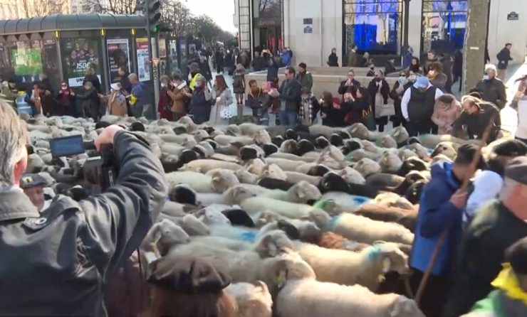 Cortège d’agneau dans la rue la plus célèbre de France